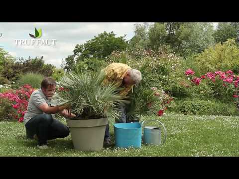 Vidéo: Mediterranean Fan Palm Care - Conseils pour cultiver un palmier méditerranéen