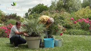 Comment planter un palmier chamaerops humilis ? - Jardinerie Truffaut TV