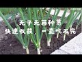 无子无苗种葱，快速收获，一直吃不完，省钱种植土配方 Grow Green Onion Heads