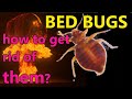 Bed Bugs - What Helps in Fight against Them