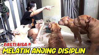 Training My Dog To Be Patient And Disciplined | Funny Dogs Videos | Hewie Pitbulll #hewie pitbull