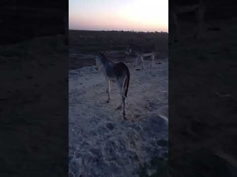 سلام الاغ عزیز حالت چطوره