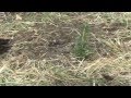 Arbor Day Tree ... Finding a home for Cutie : ) Arbor Day Tree ... Finding a home for Cutie : )