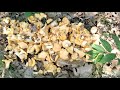 chanterelles hunting by the pounds. #chantelle #foraging. catch and cook.