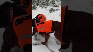 Irish setter springer spaniel playing in snow