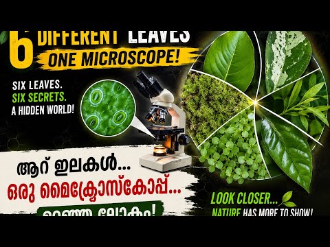 6 Unique Leaves: Discover a Microscopic World! ഈ 6 ഇലകളിൽ നിങ്ങൾ ഇതുവരെ കാണാത്ത അത്ഭുതങ്ങൾ!