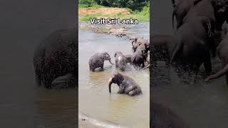 Elephants Enjoying A River Bath