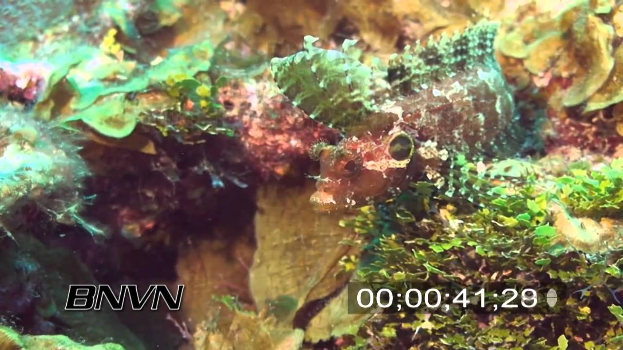 7/21/2007 Quillfin Blenny stock footage