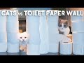 Cats vs Toilet Paper Wall