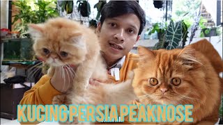 Harga adopsi kitten kucing persia peaknose