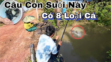 Câu Cá Suối Tự Nhiên Cá Ăn Như Điên hải vlog Fishing