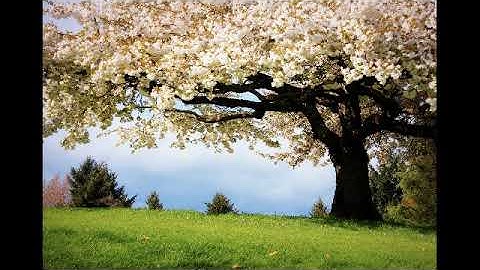 سورة البقرة بصوت القارئ إبراهيم الهلالي