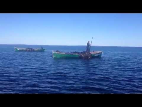 Заготовка водорослей (ламинарии) на Соловецких островах