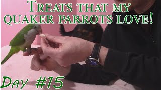 What Treat is Best for Training Quaker Parrots Day 15