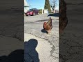 Chickens always surprise me!