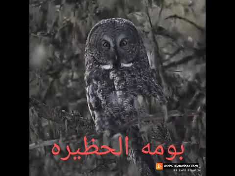 طائر البومه المخيف 