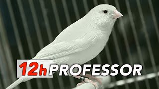 Canary Professor 12h - The Best Training Song