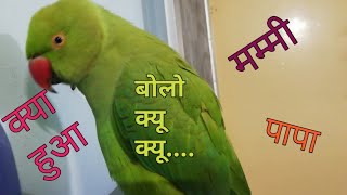 एक साल का प्यारा मिट्ठू कितना कुछ बोलता है ll Parrot Talking ll #parrot #mitthu #bolnewalatota