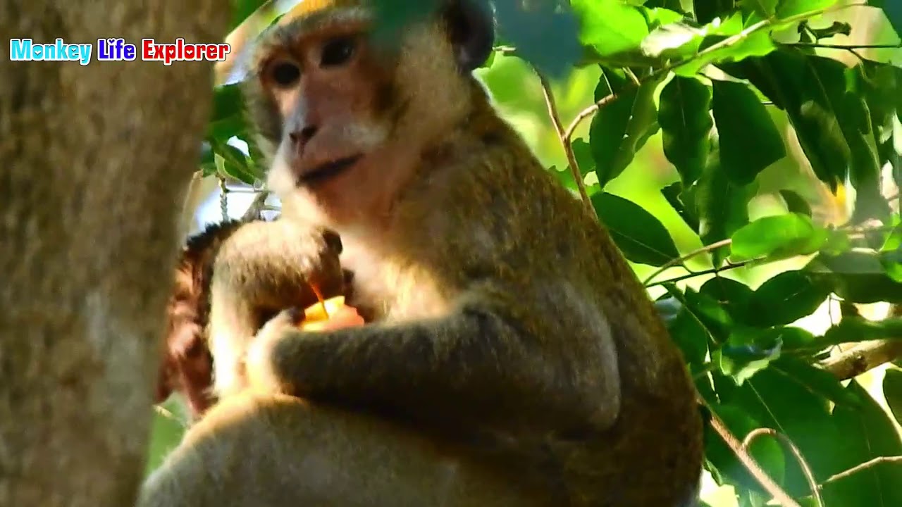 Baby Monkey Anissa Crying and Call To Mom | Monkey A run Kidnapper