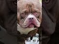 top curiozități despre American Bully part.2