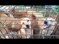 Yulin dog meat festival is still happening