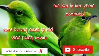 suara pikat burung cucak ijo mini mp3