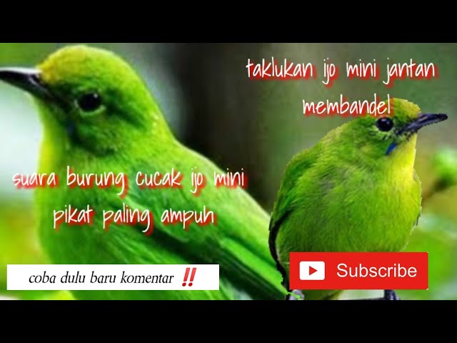 suara pikat burung cucak ijo mini mp3 class=