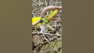 Chameleon Attacks Snake | Full Video Above!