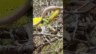 Chameleon Attacks Snake | Full Video Above!