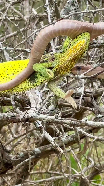 Chameleon Attacks Snake | Full Video Above!