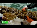 Kelp Farming Is Maine's New Cash Crop