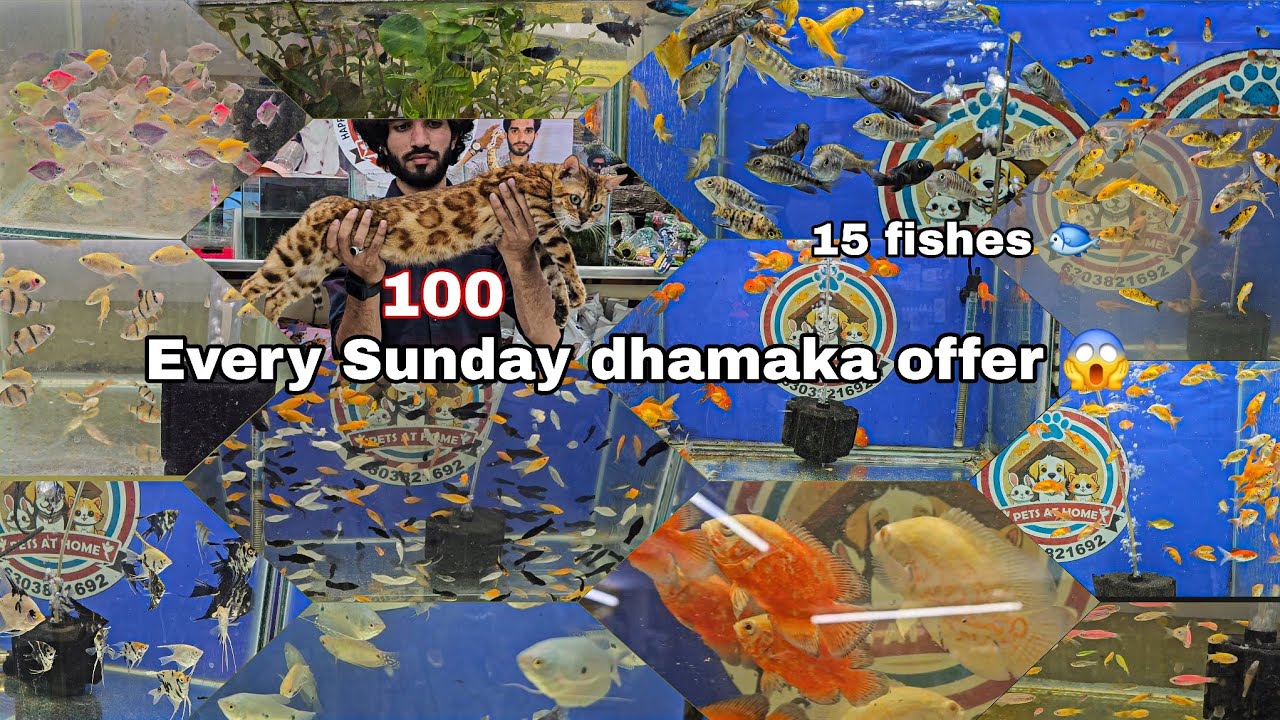 Pets at home every Sunday fishes offer, chance me Bengal cat🤯 | all types of accessories 