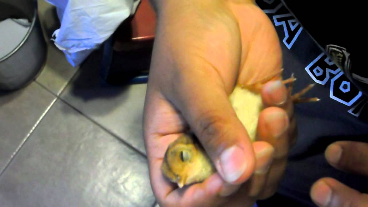 Chicky Plays Dead [RIP Chicky] - YouTube