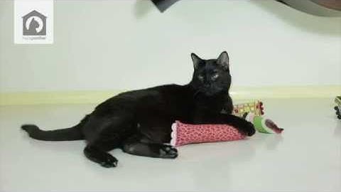 ModKicker Catnip Kicker Toys from Hauspanther