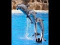 #dolphin#cute dolphin video #shorts