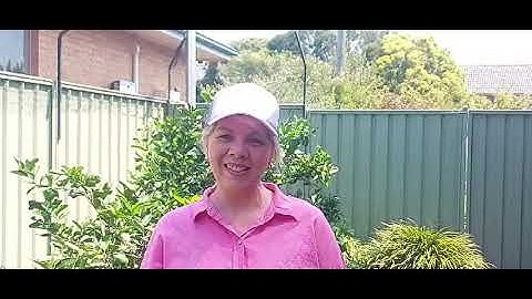 How to remove stinkbugs from your garden without ANY chemicals!!