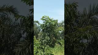 the pin-tailed whydah bird mate breed dance sounds in natures wildlife|birding#viral#shorts