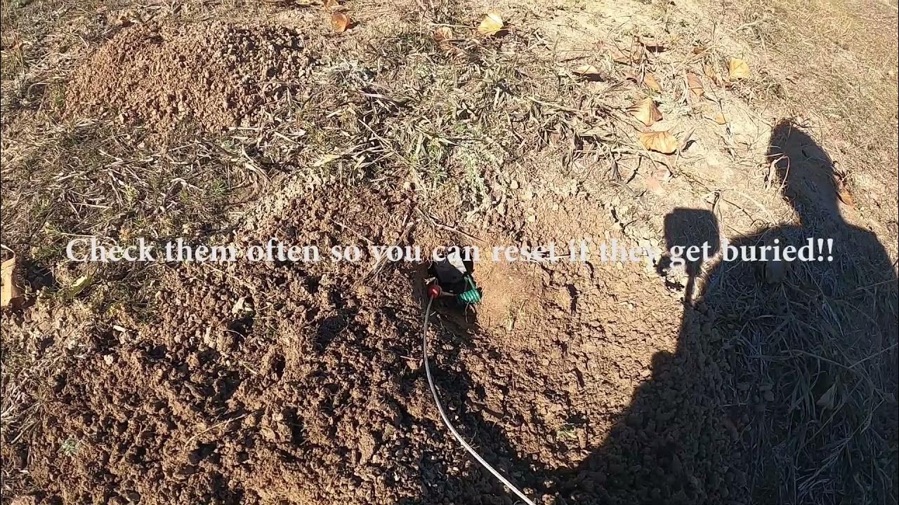 Trapping Pocket Gophers YouTube