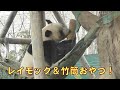 12/20自由観覧最終日のレイレイはたくさんのオヤツに朝からご満悦でした！giantpanda @tokyo 上野動物園