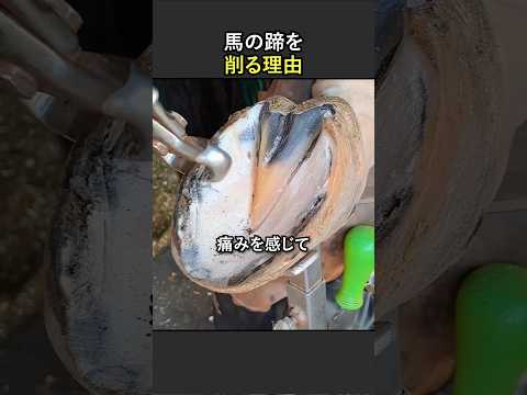 馬のリングボーンとは？症状・原因・治療法を獣医が解説