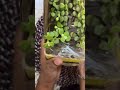 Meesho live plant #shortsfeed #shorts #short #meesho #meeshofinds #meeshohaul #meeshoshopping #yt