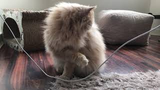 Cute Persian Cat Grooming Himself by Persian Cat Corner 665 views 4 years ago 2 minutes, 8 seconds