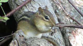 Chipmunk eating a worm or a Grub , insect or larvae ?