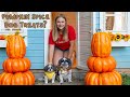 Assistant Makes Autumn Inspired Dog Treats for Wiggles And Waggles