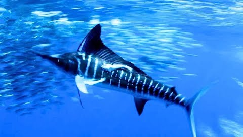 Cabo Marlin Quest: Battle at the Gate