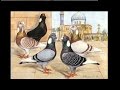 Syrian Pigeon Breeds الحَـمَـام الشـامي