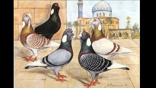 Syrian Pigeon Breeds الحَـمَـام الشـامي