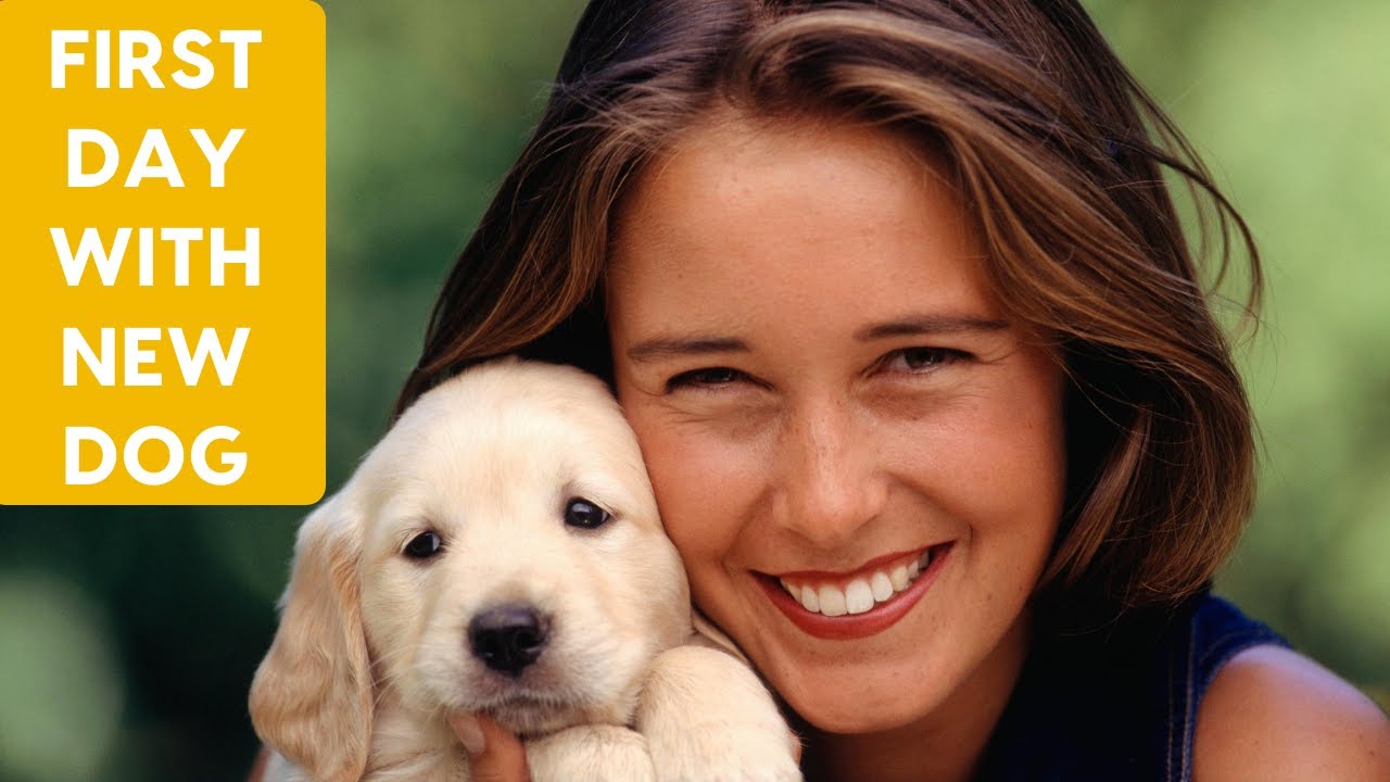 First Day With a New Dog: An Interview With Traci Madson CPDT-KA