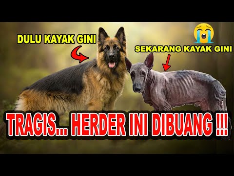 Video: Kekurangan Pembekuan (Warisan) Pada Anjing