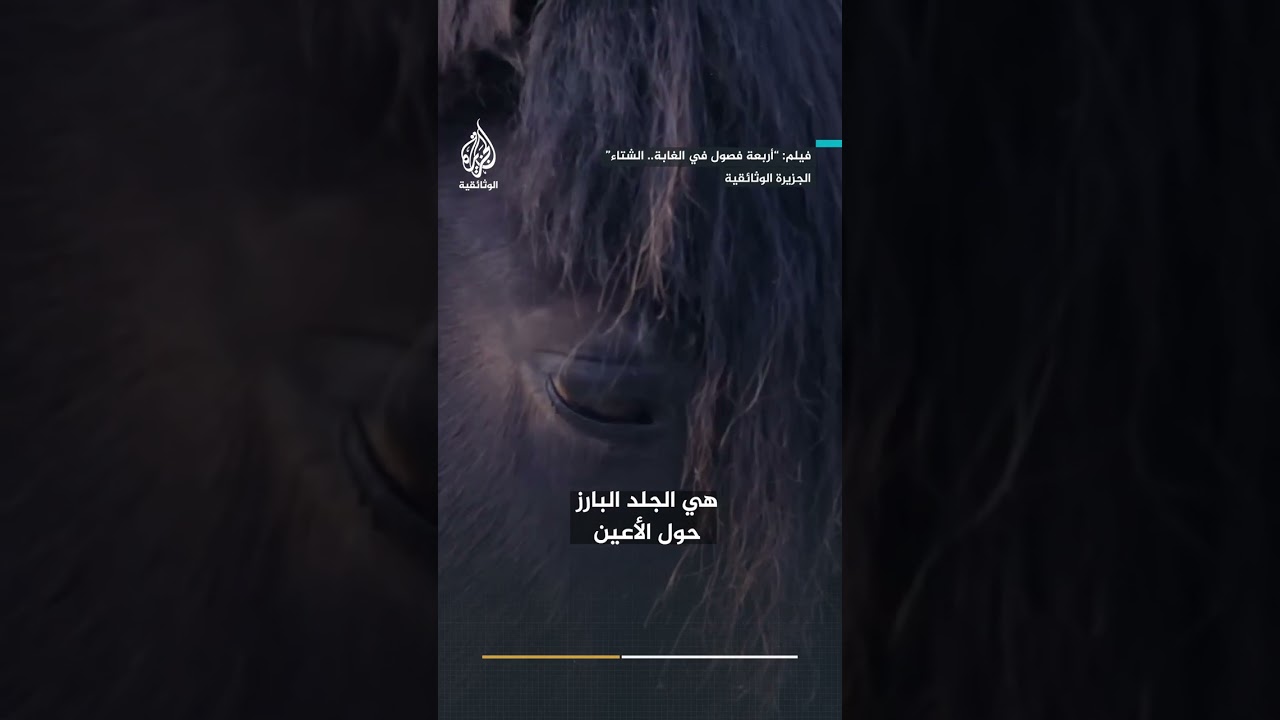 أنف يسخن الهواء وعيون تطرد المطر.. كيف يتكيف حصان إكسمور القصير مع الشتاء القارس في بريطانيا؟